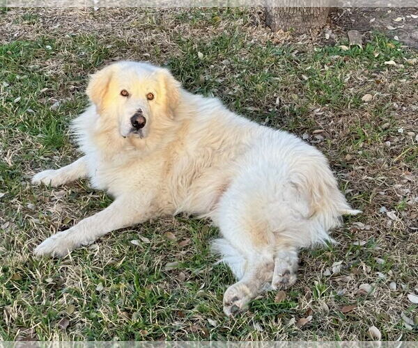 Medium Photo #3 Great Pyrenees Puppy For Sale in Spring, TX, USA