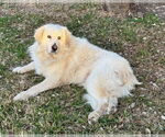 Small #2 Great Pyrenees