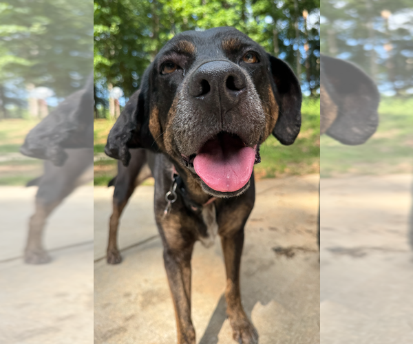 Medium Photo #2 Bluetick Coonhound-Labrador Retriever Mix Puppy For Sale in Decatur, GA, USA