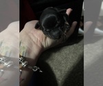 Small #12 Chiweenie