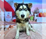 Small #1 Alusky