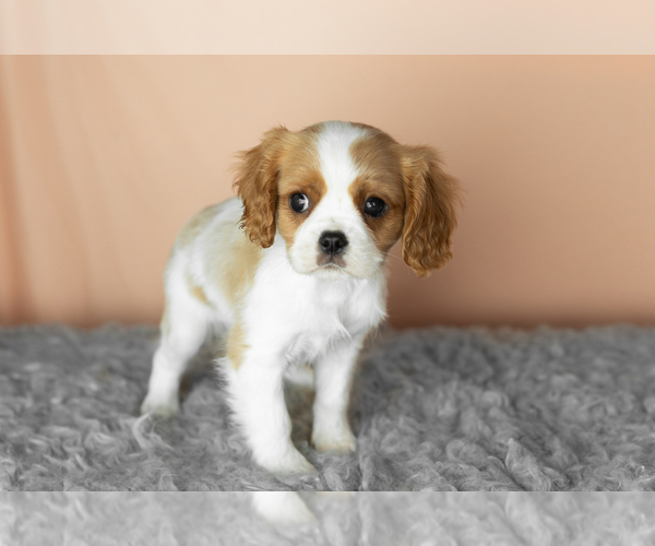 Medium Photo #3 Cavalier King Charles Spaniel Puppy For Sale in MILLERSBURG, IN, USA