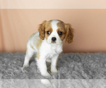 Small #2 Cavalier King Charles Spaniel