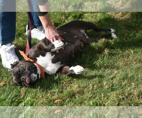 Medium Photo #4 Bulldog-Unknown Mix Puppy For Sale in Spring Lake, NJ, USA
