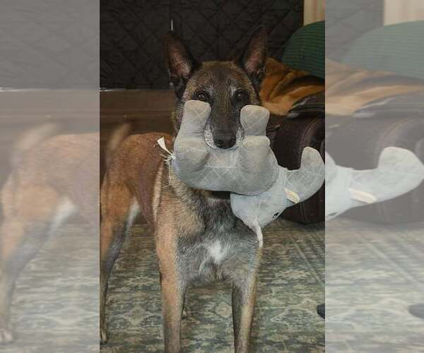 Medium Photo #5 Mutt Puppy For Sale in Imlay City, MI, USA
