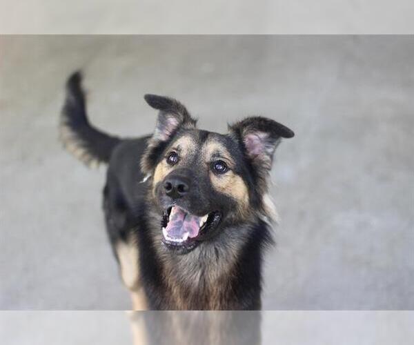 Medium Photo #1 German Shepherd Dog-Unknown Mix Puppy For Sale in Grand Prairie, TX, USA
