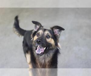 German Shepherd Dog-Unknown Mix Dogs for adoption in Grand Prairie, TX, USA