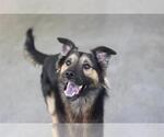 PAUL - Male German Shepherd Dog-Unknown Mix Dog for Adoption - Small photo