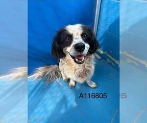 Dachshund-Unknown Mix Dogs for adoption in Calgary, Alberta, Canada