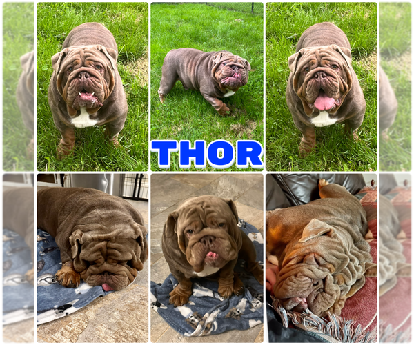 Medium Photo #1 English Bulldog Puppy For Sale in SPENCERPORT, NY, USA