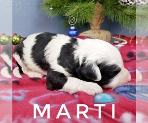 Sheepadoodle Puppy for sale in CEDAR GAP, MO, USA
