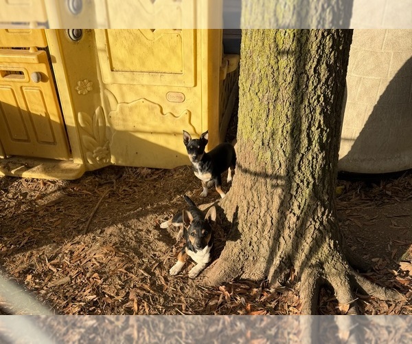 Medium Photo #4 Rat Terrier Puppy For Sale in WHITAKERS, NC, USA