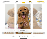 Small #12 Golden Retriever