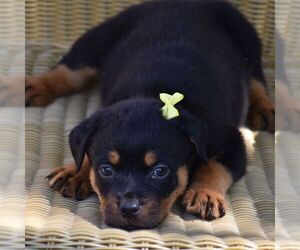 Rottweiler Puppy for sale in MOHRSVILLE, PA, USA