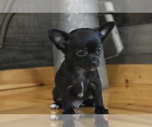 Chihuahua Puppy for sale in SENECA FALLS, NY, USA