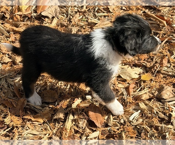 Medium Photo #11 F2 Aussiedoodle Puppy For Sale in ONAWAY, MI, USA