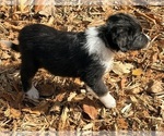 Small #10 F2 Aussiedoodle