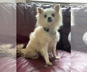 Pomeranian Dogs for adoption in Lewistown, PA, USA