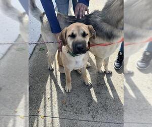 German Shepherd Dog Dog for Adoption in Stockton, California USA