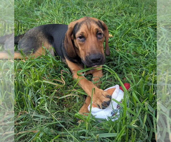 Medium Photo #5 Mutt Puppy For Sale in Vail, AZ, USA