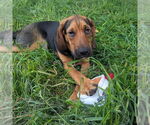 Small #4 Mutt