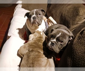 English Bulldog Litter for sale in MCALESTER, OK, USA