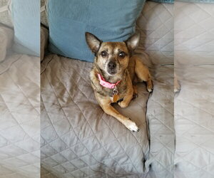 Sable - Female Chihuahua-Unknown Mix Dog for Adoption - Photo #4