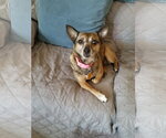 Small Photo #4 Chihuahua-Unknown Mix Puppy For Sale in Mount Laurel, NJ, USA