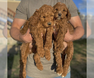 Goldendoodle-Unknown Mix Puppy for sale in KANSAS CITY, MO, USA