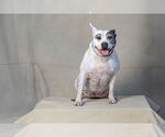 Small #1 American Pit Bull Terrier
