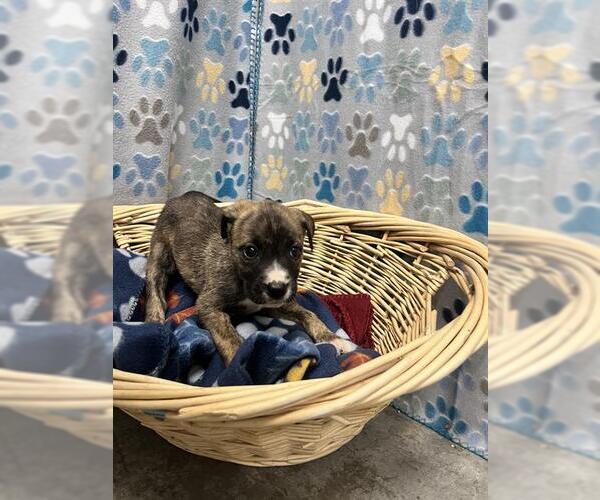 Medium Photo #1 Chihuahua Puppy For Sale in Rosenberg, TX, USA