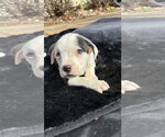 Small Photo #10 American Pit Bull Terrier-Labrador Retriever Mix Puppy For Sale in Holly Springs, NC, USA