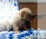 Small #5 Golden Retriever