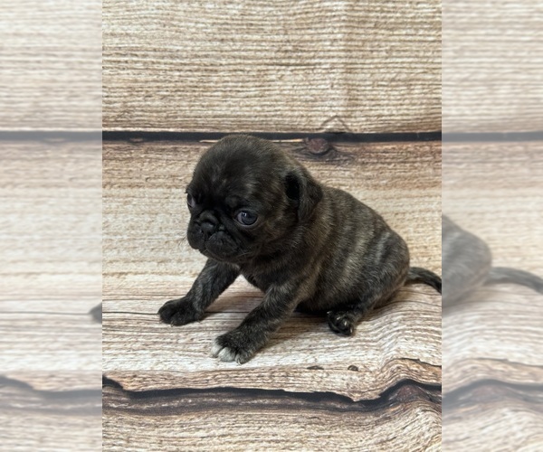 Medium Photo #12 Pug Puppy For Sale in BRIDGEPORT, CT, USA