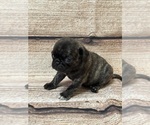Small Photo #12 Pug Puppy For Sale in BRIDGEPORT, CT, USA