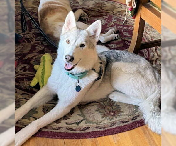 Medium Photo #1 Siberian Husky Puppy For Sale in Omaha, NE, USA