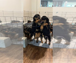 Small Photo #15 Rottweiler Puppy For Sale in PONTE VEDRA, FL, USA