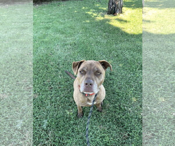 Medium Photo #6 Labrador Retriever-Staffordshire Bull Terrier Mix Puppy For Sale in Chico, CA, USA