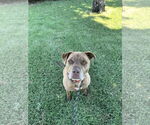 Small #5 Labrador Retriever-Staffordshire Bull Terrier Mix