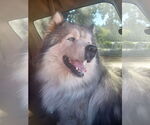 Small #17 Samoyed-Siberian Husky Mix