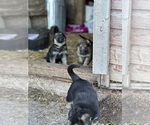 Small Photo #4 German Shepherd Dog Puppy For Sale in WADENA, MN, USA