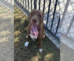 Mutt Dogs for adoption in Riverside, CA, USA
