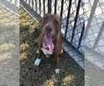 BETTY BOOP - Female Mutt Dog for Adoption - Small photo