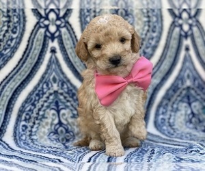 Poodle (Miniature) Puppy for sale in LANCASTER, PA, USA