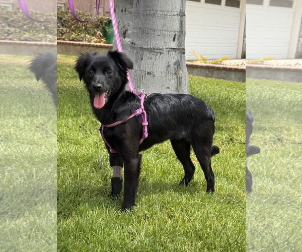 Medium Photo #3 Chihuahua-Spaniel Mix Puppy For Sale in Lake Elsinore, CA, USA