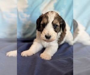 Bernedoodle (Miniature) Puppy for Sale in LONGMONT, Colorado USA