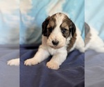 Image preview for Ad Listing. Nickname: Copper
