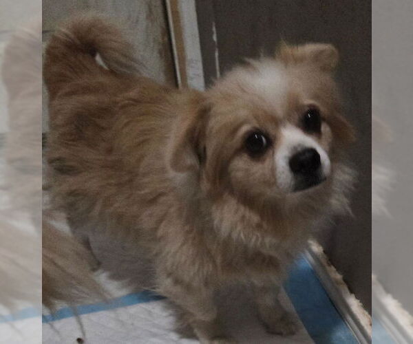 Medium Photo #2 Pomeranian Puppy For Sale in San Antonio, TX, USA