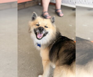 Pomsky Dogs for adoption in Mundelein, IL, USA