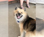 Small Pomsky